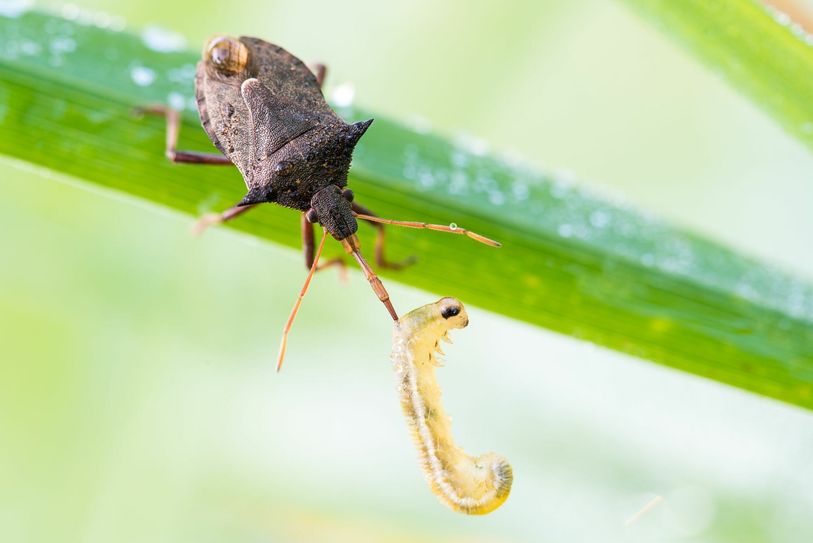 Das Siegerfoto mit der Zweizähnigen Dornwanze. Foto: Andreas Freytag