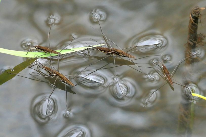 Der Wasserläufer auif Platz 2. Foto: Edelgard Regel