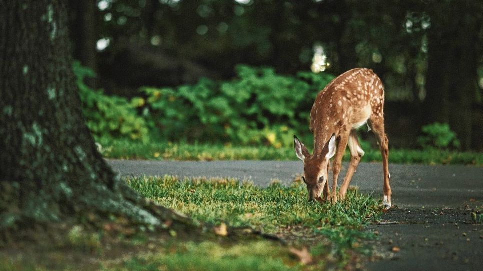 Ein Reh sucht am Straßenrand nach Futter. Foto: V. Kudinov/Unsplash