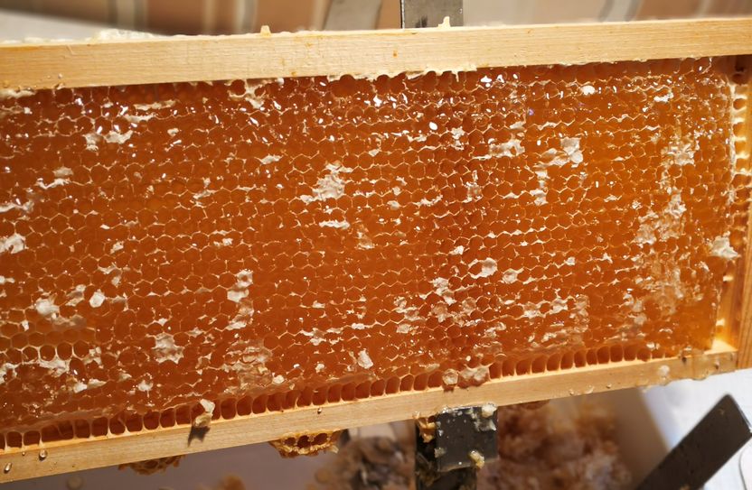 Ein Honigrahmen, der im sogenannten Honigraum auf den Bienenraum aufgesetzt wird. Zwischen beiden ist ein Gitter, durch das nur die Arbeiterinnen passen, die dort Honig eintragen - die König dagegen nicht, sodass hier keine Brut abgelegt wird.