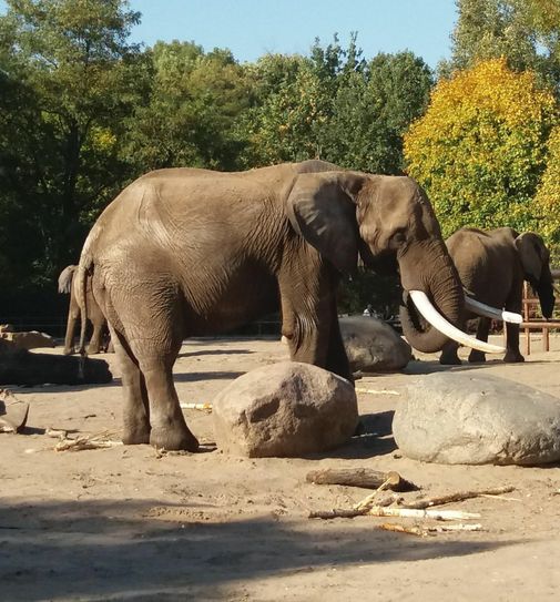 Elefantenbulle Tembo / Foto: Zoo Dresden / Ronny Moche