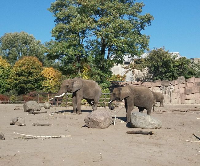 Elefantenbulle Tembo (li.) / Foto: Zoo Dresden / Ronny Moche