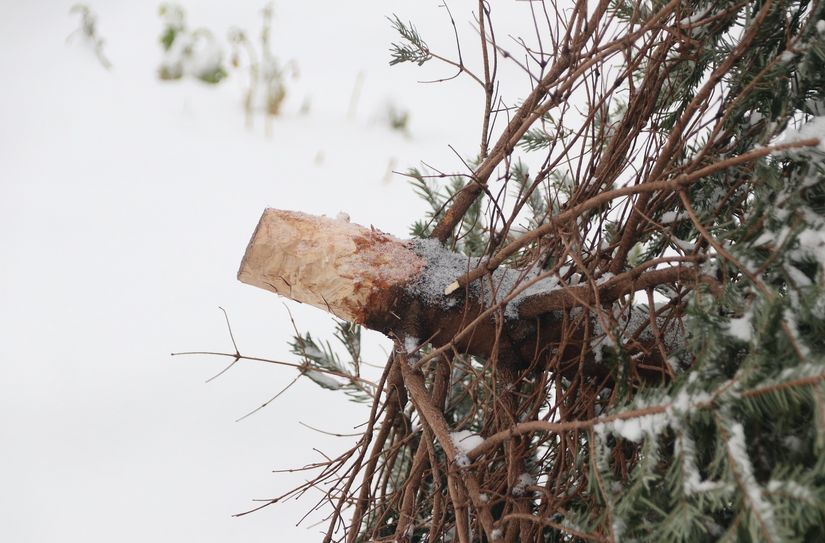 Alle Jahre wieder: Nach dem Fest muss der Baum richtig entsorgt werden.