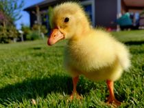 Gänseküken und viele weitere niedliche Tierkinder können am Samstag von 10 bis 17 Uhr besucht werden.