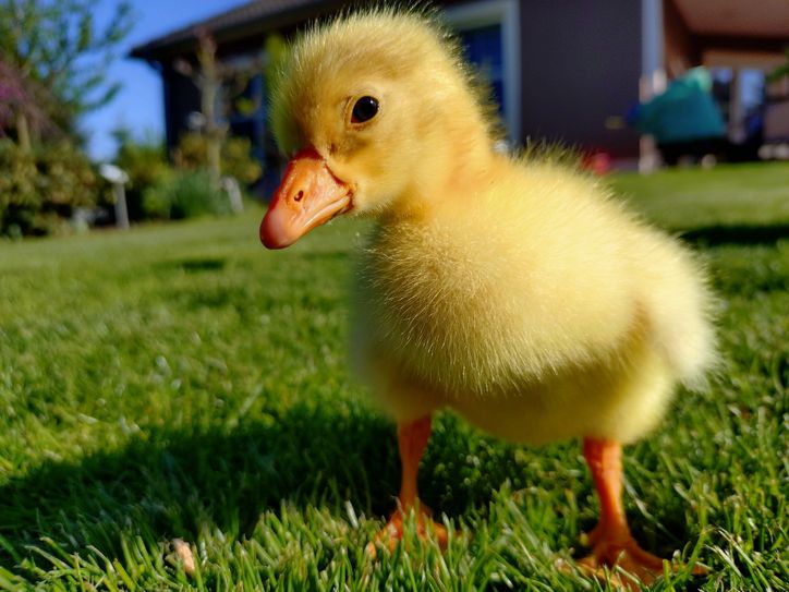 Gänseküken und viele weitere niedliche Tierkinder können am Samstag von 10 bis 17 Uhr besucht werden.