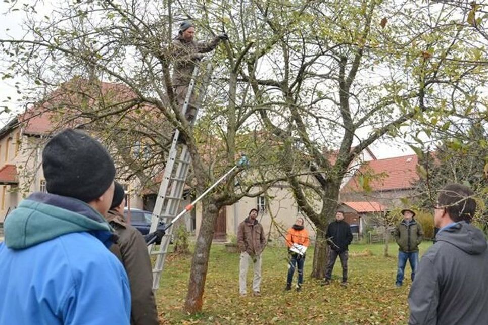 Praktisches Seminar »Obstbaumschnitt auf Streuobstwiesen« im Pfarrgarten Wildenhain.