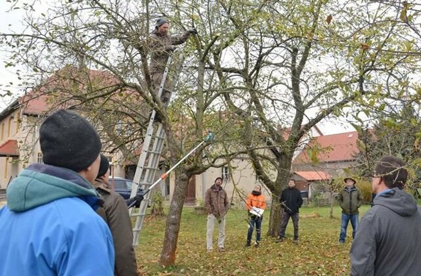 Praktisches Seminar »Obstbaumschnitt auf Streuobstwiesen« im Pfarrgarten Wildenhain.