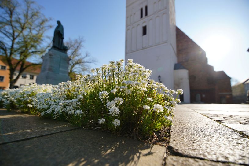 Von Himmelfahrt bis Pfingsten gibt es in Lübben jede Menge Angebote, um die Natur und Kultur der Spreewaldstadt zu erkunden.