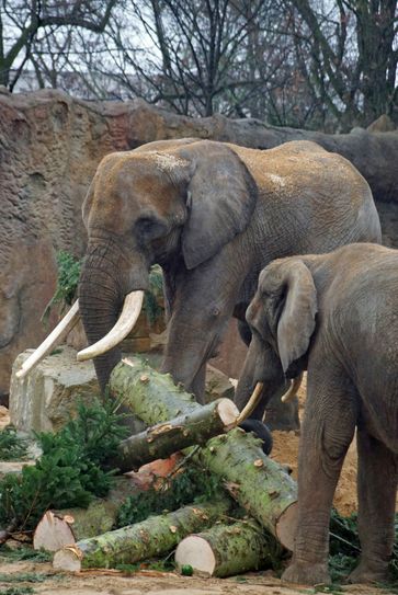 Tembo und Drumbo lassen sich die WTC-Tanne schmecken. Foto: Zoo Dresden/Katrin Kretschmer
