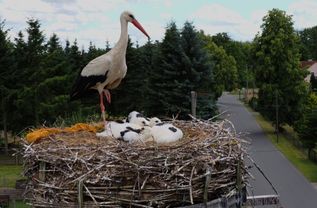 Der Storchennachwuchs wurde Ende Juni beringt.
: