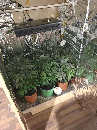 In einem Schrank fanden die Polizisten mehrere Cannabispflanzen. Foto: Polizei