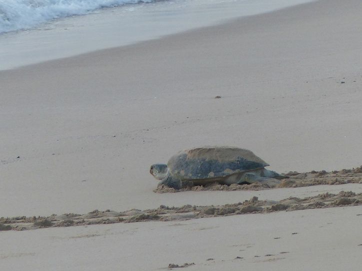 Schildkröte auf dem Weg ins Meer....