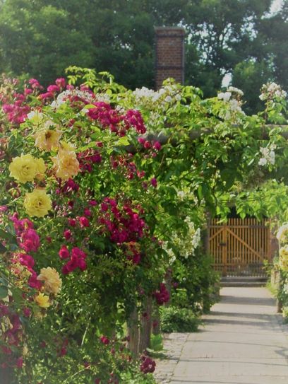 Die Königin der Blumen in voller Pracht.