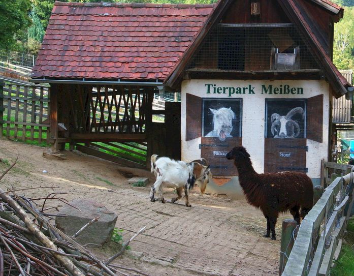 Viele heimische Arten im Tierpark Meißen.    Foto: Farrar