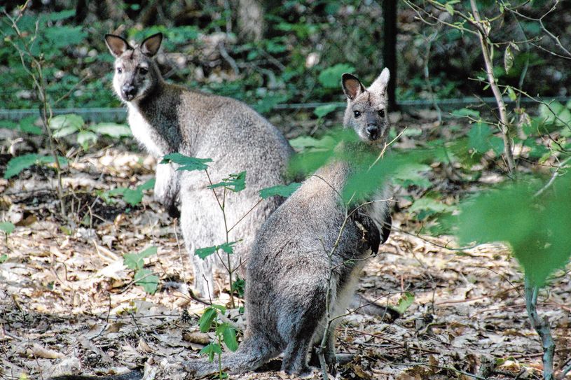 Die Bennett-Kängurus im Tierpark Finsterwalde haben ihr neues Zuhause im »Holz-Stall« mit großem Außengehege schon gut angenommen.  Foto: Dana Sittel