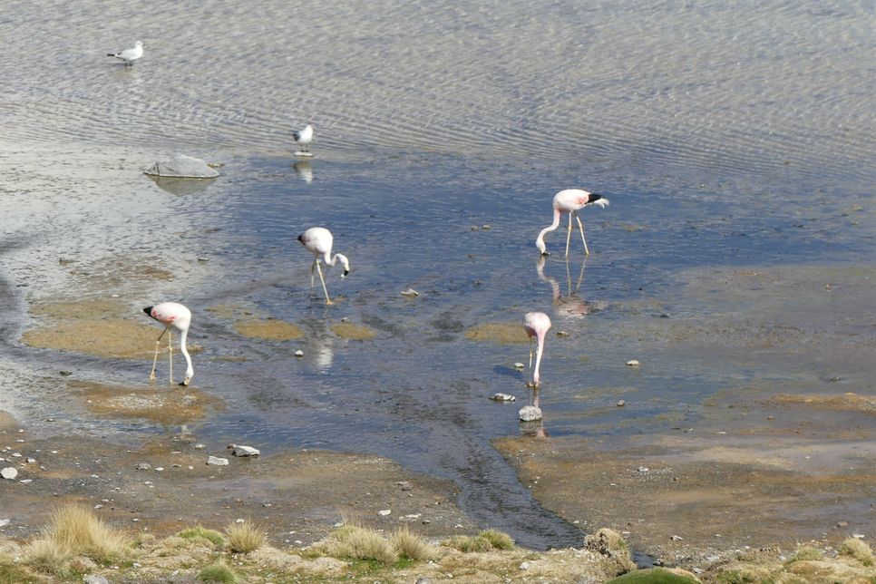 Flamingos in Chile.