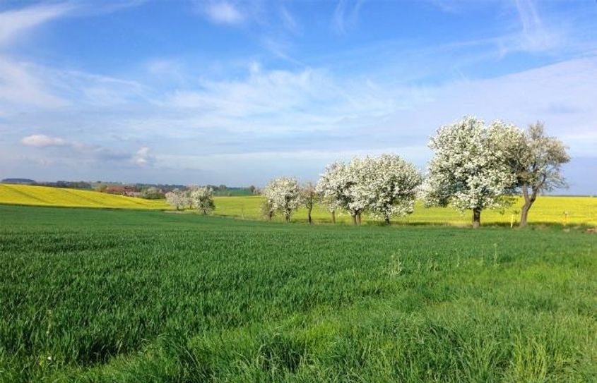Obstblütenweg im Frühling