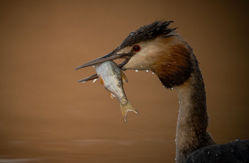 Die heimische Vogelwelt aus nächster Nähe betrachtet.
