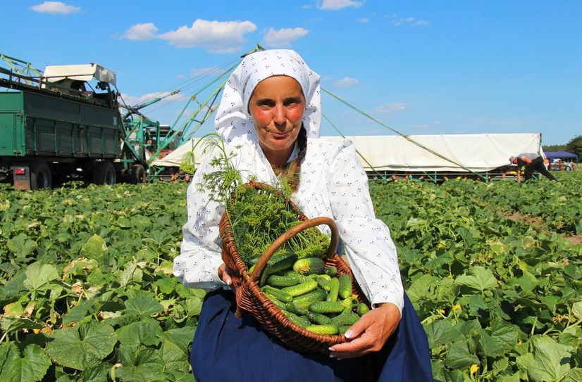 Antje Krischock mit Gurken vom Schlag des Landwirtschaftsbetriebes Knösels Gemüseerzeugungs GmbH &amp; Co. KG am Kreblitzer Weg bei Kasel-Golzig. Mittels Gurkenflieger (Hintergrund) wird das grüne Spreewald-Gemüse geerntet.