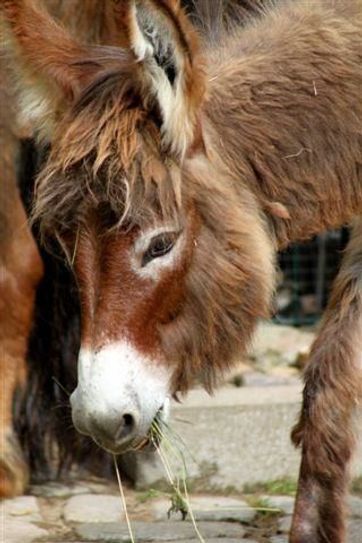 Zwergesel Lotti im Riesaer Tierpark und einige ihrer Mitbewohner. Fotos: Farrar/ PM