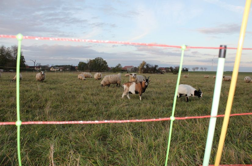 Blick durchs Schafsnetz auf eine Koppel in Lautitz.