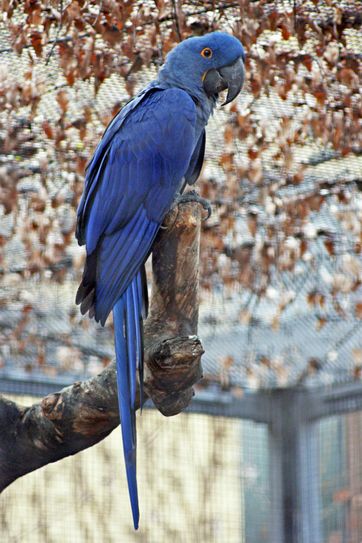 Das ausgebüxten Hyazinthara-Weibchen wurde leider noch nicht gefunden. Foto: PR / Zoo Dresden