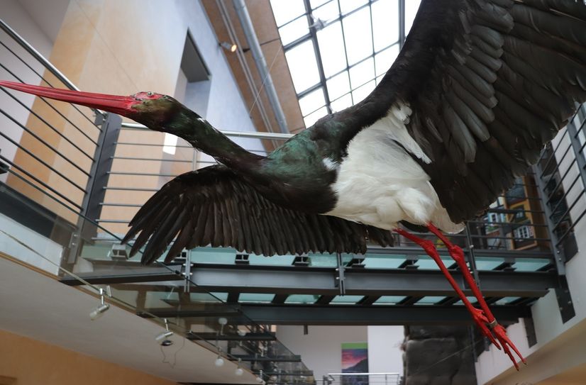 Das Präparat einer Schwarzstörchin ist samt Horst und Eiern im Nationalparkzentrum Bad Schandau eingeflogen.