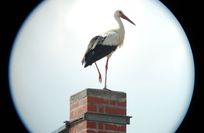 Nistplatz der Störche muss ersetzt werden. Foto: Farrar