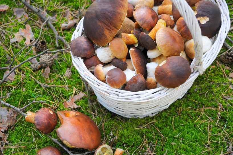 Foto: mihi/Fotolia.de