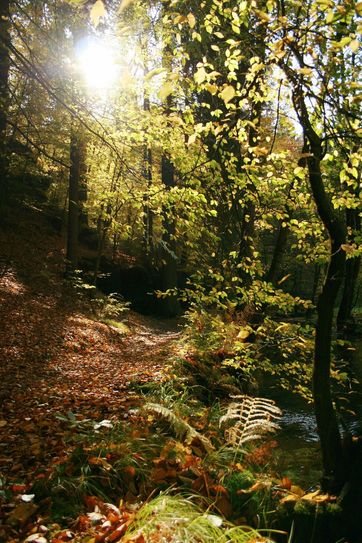 Waldgebiet im Kirnitzschtal. Foto: Marko Förster