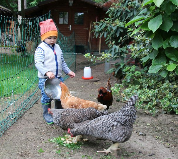 .... und füttert sie eifrig             Fotos: Pönisch