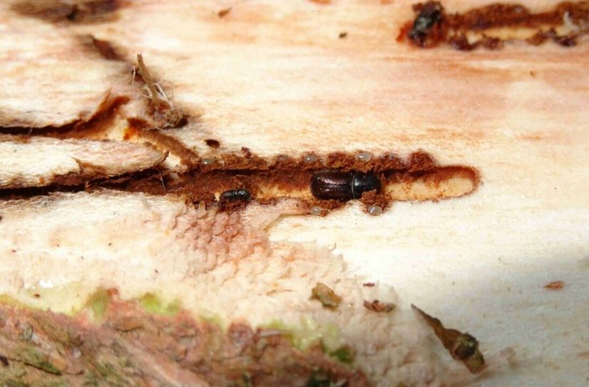 Borkenkäfer bei der Eiablage.