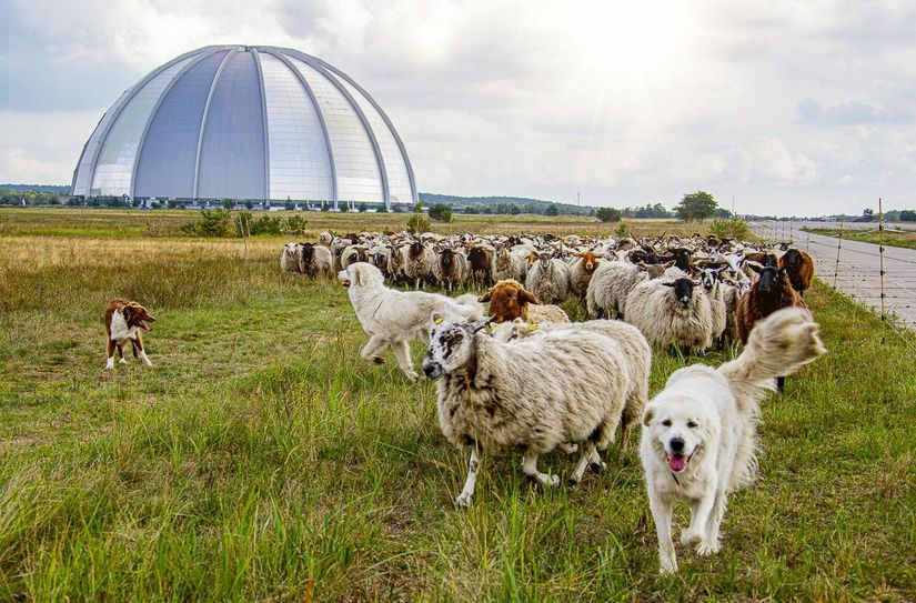Die rund 500 Schafe und Ziegen sowie drei Herdenschutzhunde (Pyrenäenberghunde) gehören zur Schäferei Möllendorf.
