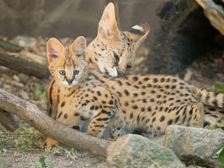 Serval-Mutter Jamie kümmert sich vorbildlich um ihren Nachwuchs.