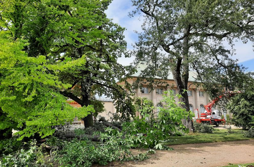 Astabbruch im Lustgarten im Schlosspark Pillnitz.