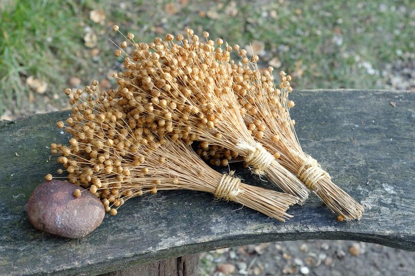 Interesssierte können beim Flachsfest am 25. Oktober ab 10 Uhr im Schullandheim Eurohof Dreiländereck traditionelle Verarbeitungsschritte, wie das Brecheln oder Riffeln, live miterleben.