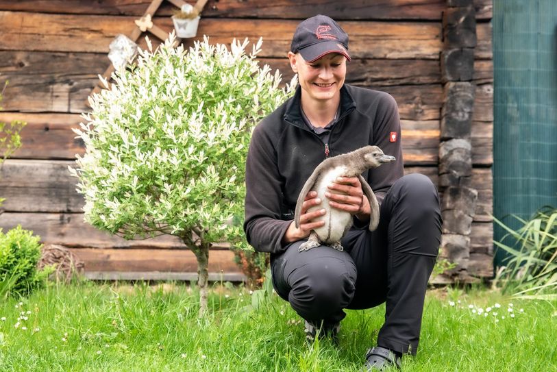 Zehn Pinguinküken sind im Spreeweltenbad Lübbenau bereits geschlüpft. Foto: pm