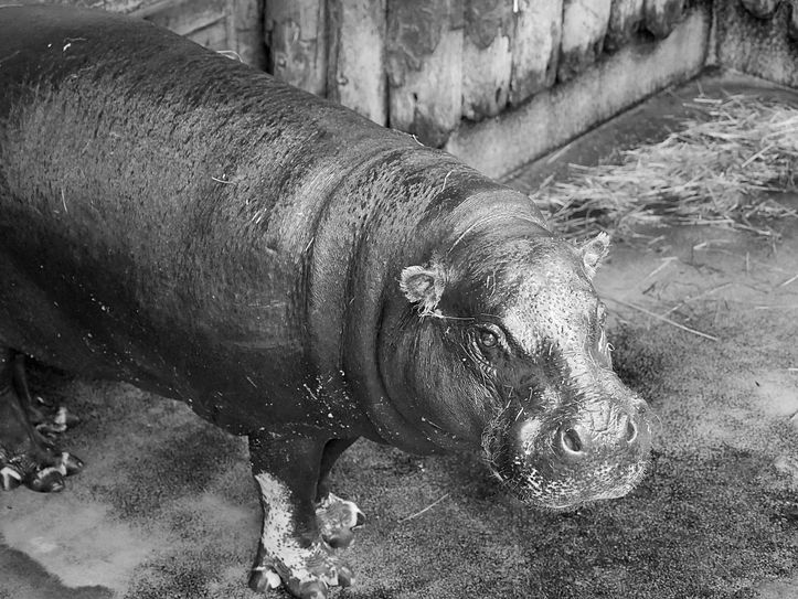 Das Zwergflusspferd Paula wurde 45 Jahre alt. Foto: Stefanie Jürß