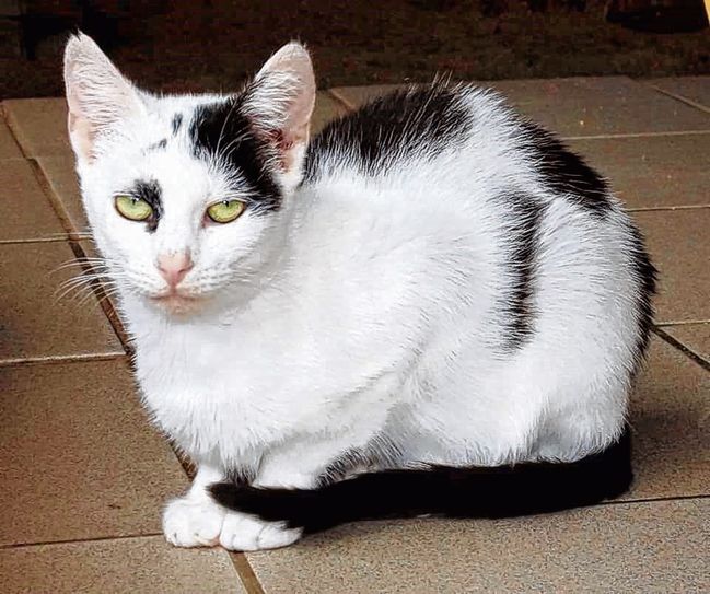 Tüpfelchen gehört zu den Katzen beim Tierschutzverein Forst, die ein neues Zuhause suchen. Foto: TSV