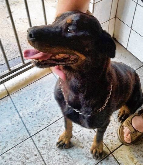 Auch Hündin Vicky ist auf der Suche nach einem schönen Zuhause... Foto: TSV