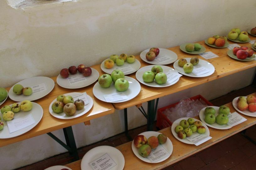 Apfelsortenausstellung des letztjährigen »Tags des Streuobstes«.