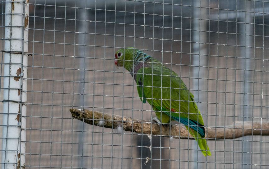 Dier exotische Vogel konnte gerettet werden.