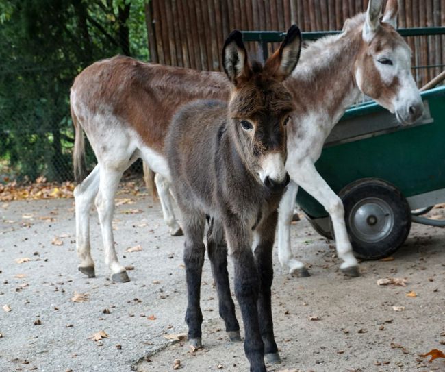 Eselnachwuchs Balea / Foto: Zoo Dresden