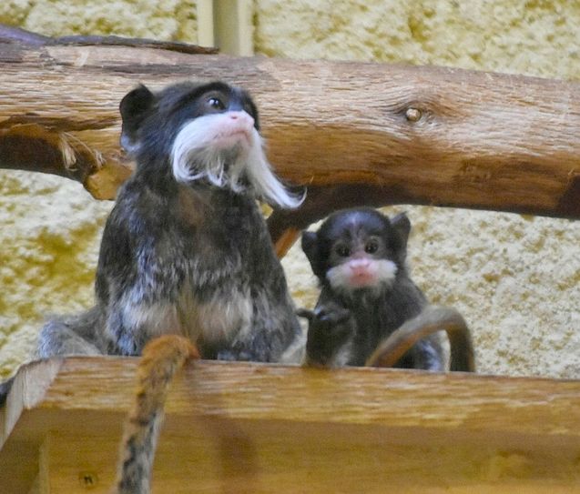 Mama mit einem Kind. Dass  sie Drillinge bekam und alle drei gesund und munter sind, ist für den Zoo Dresden eine kleine Sensation, denn Drillingsgeburten sind bei dieser Affenart sehr selten.                                        Fotos (3): Mike Schiller