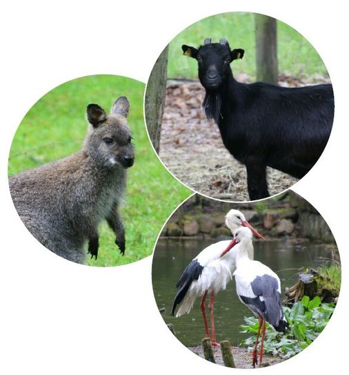 Bei all dem Trubel und bunten Programm nicht zu vergessen: Natürlich gibt‘s zum Tierparkfest auch Tiere zu sehen. Fotos: Keil