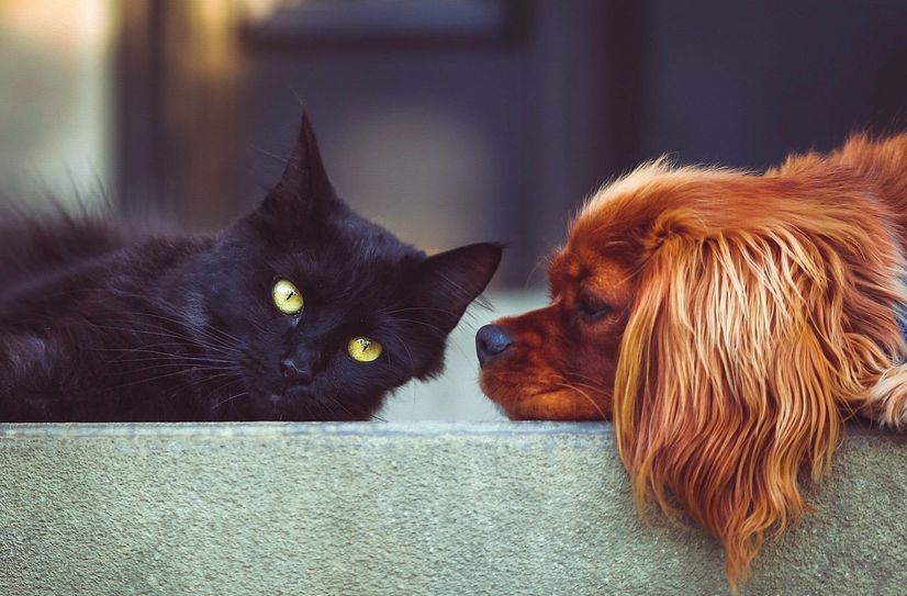 Viele Tiere warten im Tierheim Dresden auf ein liebevolles Zuhause.