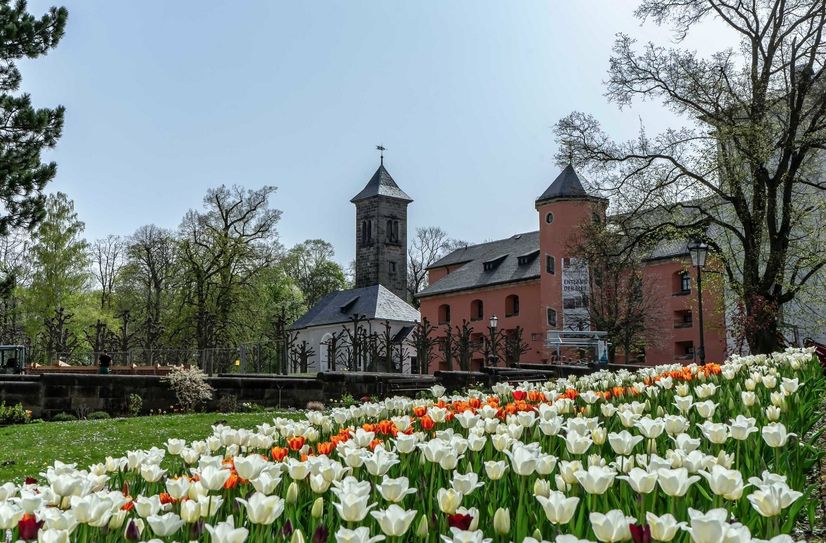 Beim Königsteiner Frühlingserwachen sind Tausende Frühblüher zu erleben, auch Tulpen gehören dazu.
