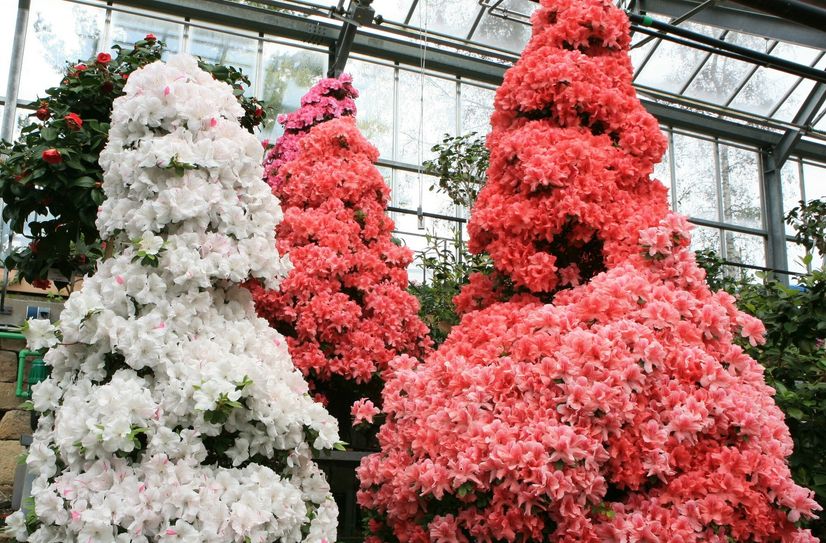 Traumhafte Azaleenblüten.