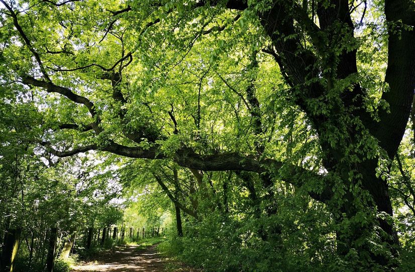 Den Planetenweg am Schlosspark Sonnewalde rahmen herrliche alte Bäume ein. Zu jeder Jahreszeit machen die knorrigen Gebilde Eindruck.