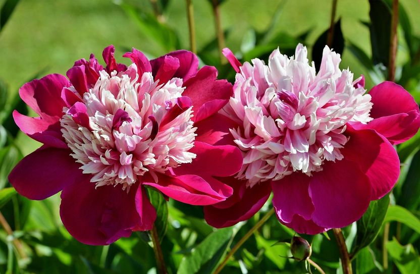Die Pfingstrose hat übrigens nichts mit dem Fest zu tun, sie blüht lediglich um die Zeit des Pfingstfestes herum. In diesem Jahr stehen wegen des bisher kalten Frühlings allerdings nur wenige Pfingstrose in voller Blüte. Foto: Pönisch